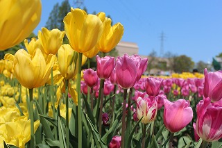 砺波チューリップ公園の風景