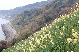 灘黒岩水仙郷の風景