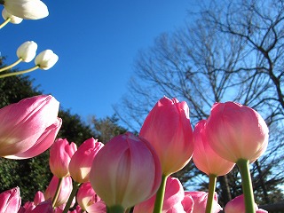 国営ひたち海浜公園、アイスチューリップの花