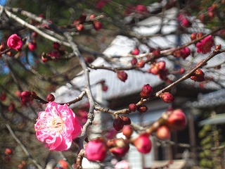 最勝寺境内の紅梅