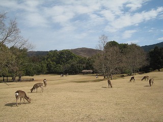 奈良公園、早春の風景