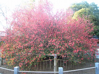 冠稲荷神社の木瓜