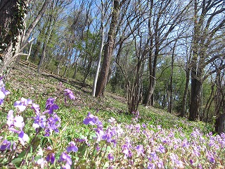 ムラサキハナナと早春の森の風景