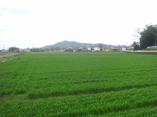 金山を望む麦青む風景