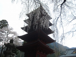 身延山久遠寺・シダレザクラの風景