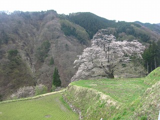 駒つなぎの桜のある風景