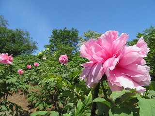 東松山ぼたん園の風景