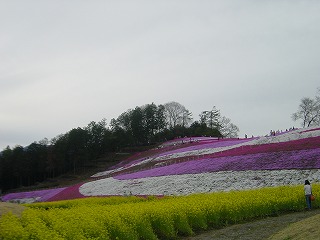 みさと芝桜公園の風景