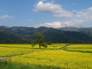 飯山市、菜の花の広がる風景