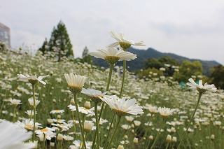 因島・除虫菊の咲く風景