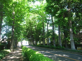 三富新田、ケヤキ並木の初夏の風景