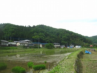 槻川沿いの水田の風景