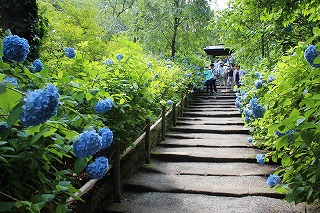 鎌倉・明月院の紫陽花の風景