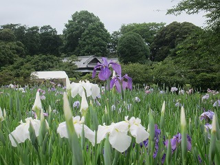 旧秋元別邸と花菖蒲園の風景