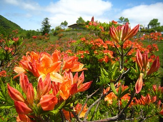 赤城山・白樺牧場のレンゲツツジ群落