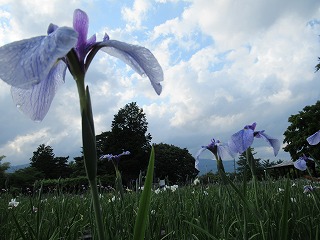 長井あやめ公園の風景