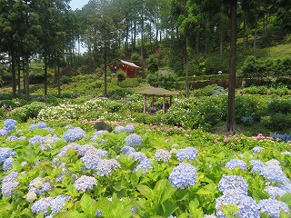 三室戸寺、境内の紫陽花の風景