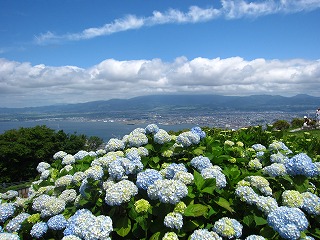 函館山の紫陽花の咲く風景