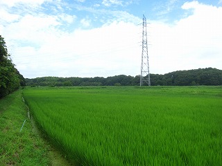 江川地区・里山と谷地田の見える風景