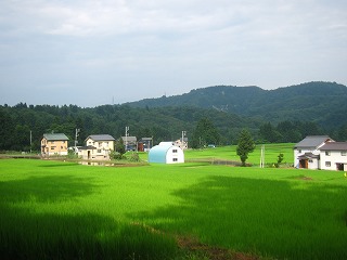 川口田麦山・晩夏の水田の風景