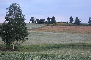 美瑛・パッチワークの丘の風景