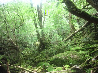 屋久島・苔むす森の風景