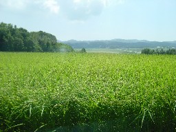 壱岐・水田の広がる風景