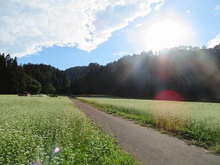 奥会津・昭和村のそば畑が広がる風景