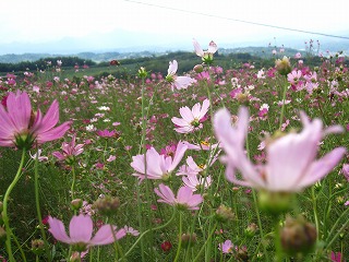 鼻高展望花の丘、コスモスの咲く風景