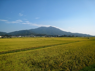 黄金色の田園と筑波山の風景