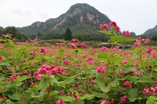 赤蕎麦の花が咲く風景