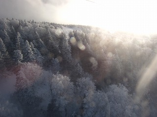 蔵王ロープウェイから眺めた霧氷の森の風景