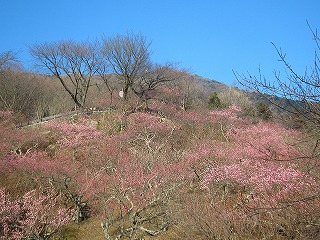 筑波山・梅林の風景