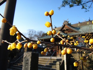 雷電神社・蝋梅の咲く風景