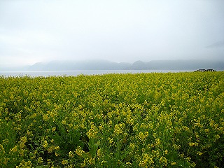 一面の菜の花畑から池田湖を望む風景