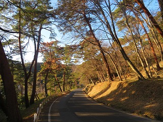 金山、松林の風景