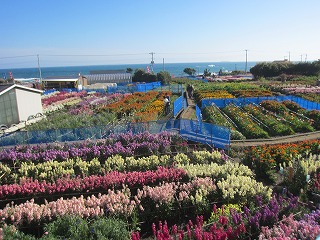 南房総・白間津の花畑の風景