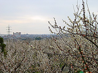 曽我梅林、満開の梅の風景