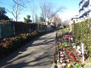 早春の田柄川緑道の風景