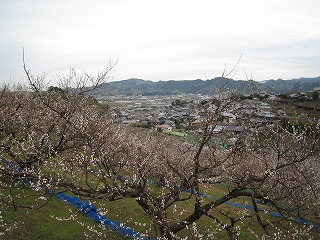 南部梅林、早春の梅の花咲く風景