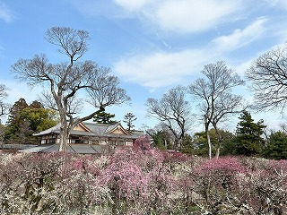 北野天満宮、梅苑の風景