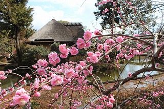 梅宮大社・神苑の紅梅の風景