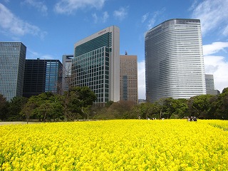 浜離宮恩賜庭園、菜の花と汐留高層ビル群を望む風景