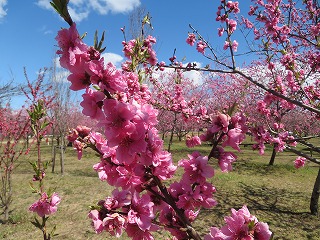 古河総合公園、桃林の風景