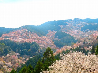 吉水神社から眺める一目千本の風景